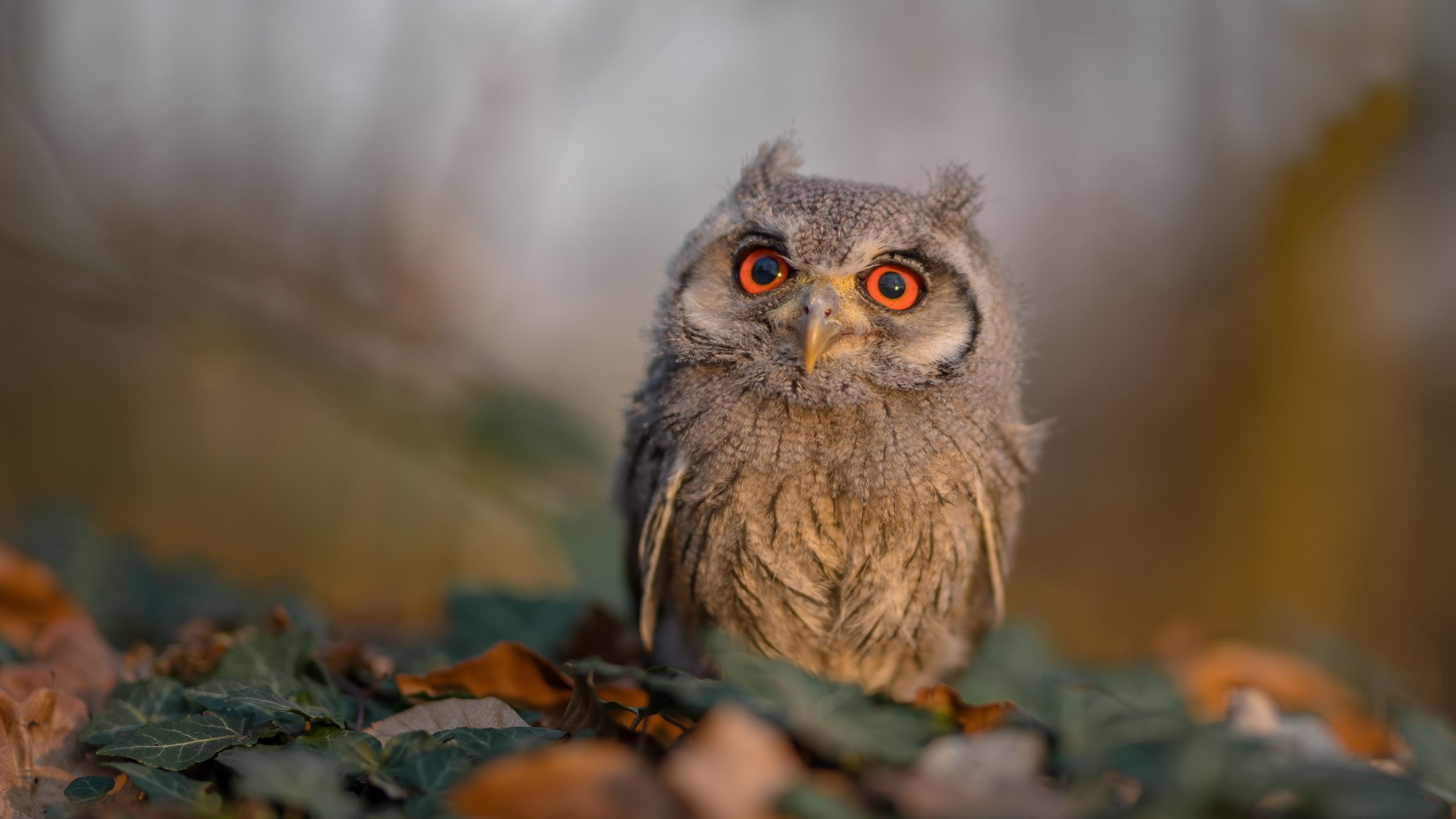 开云体育客户端-“中国足球产业不断壮大，助推体育经济新增长点”，中国足球产业规模