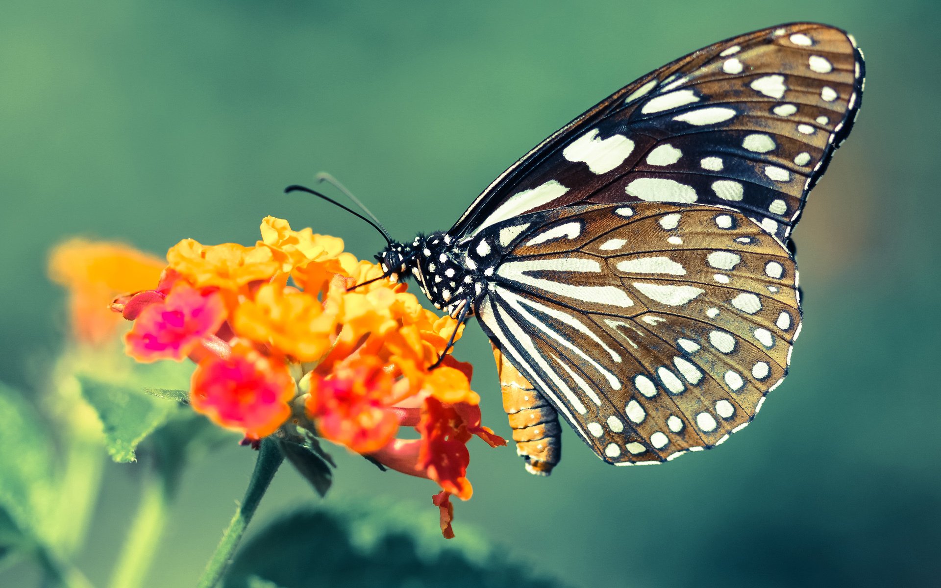 “全明星盛典：球场技巧与娱乐的完美融合”，全明星盛宴