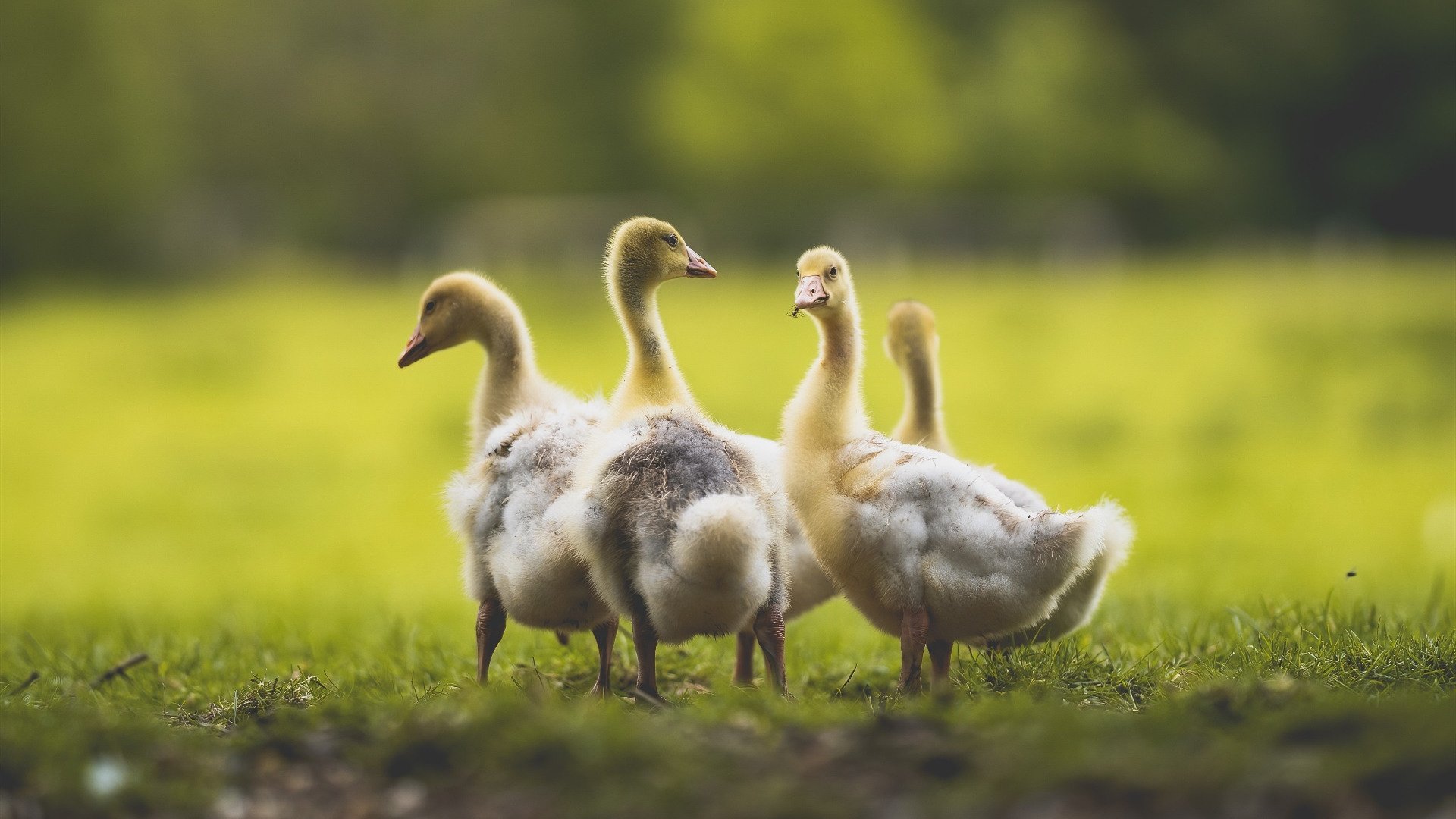 开云下载-在对阵雷霆从而扳回败局的比赛中，他投中决定胜负的三分！，雷霆对热火
