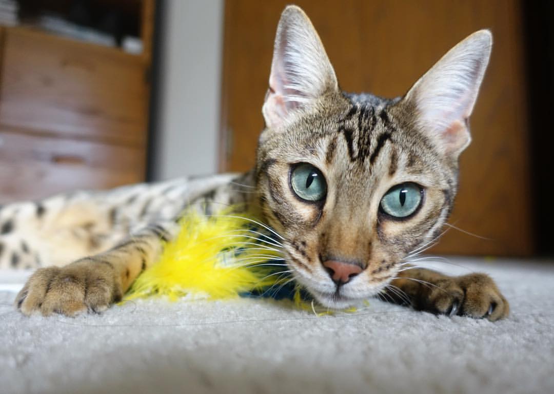 墨西哥换人上场自带“火锅”，热翻全场，墨西哥juarez