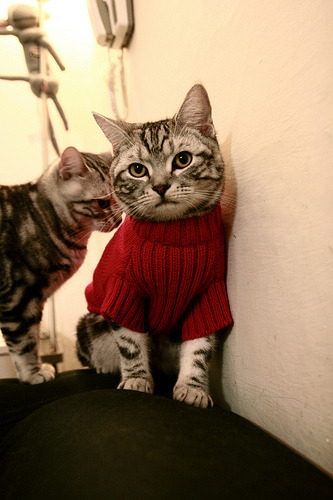 在面对凯尔特人的比赛中,库里上演“远距离绝杀”!,凯尔特人 库里