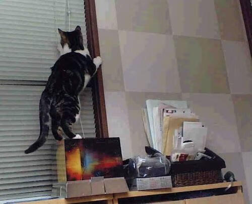 开云体育官方app-女子网球公开赛中国选手表现出色，晋级八强，女子网球公开赛视频