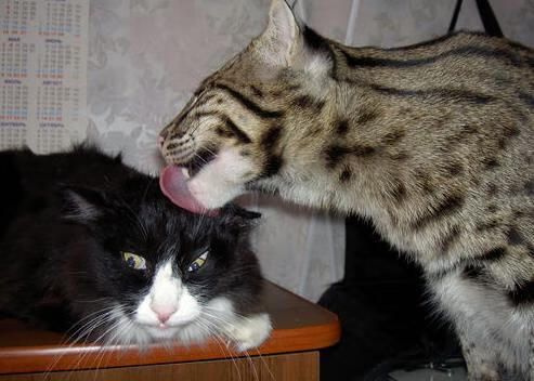 女子网坛再掀青春风暴,18岁新星斩获首冠,女子网坛历史地位排名