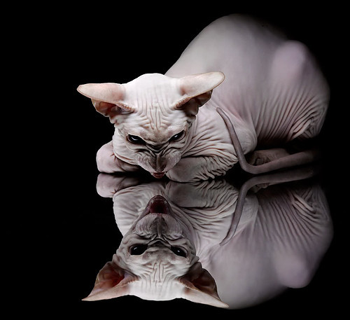 巴黎圣日耳曼阵中大将迪马利亚恢复出战，迪马利亚续约大巴黎