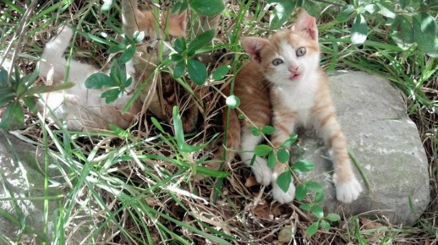 亚洲室内田径锦标赛中国健儿合力夺冠，亚洲田径大奖赛