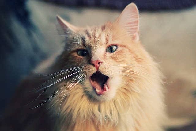 开云体育平台-“东桃花岛赛场：缆绳滑水展现飞翔与技巧的完美结合”