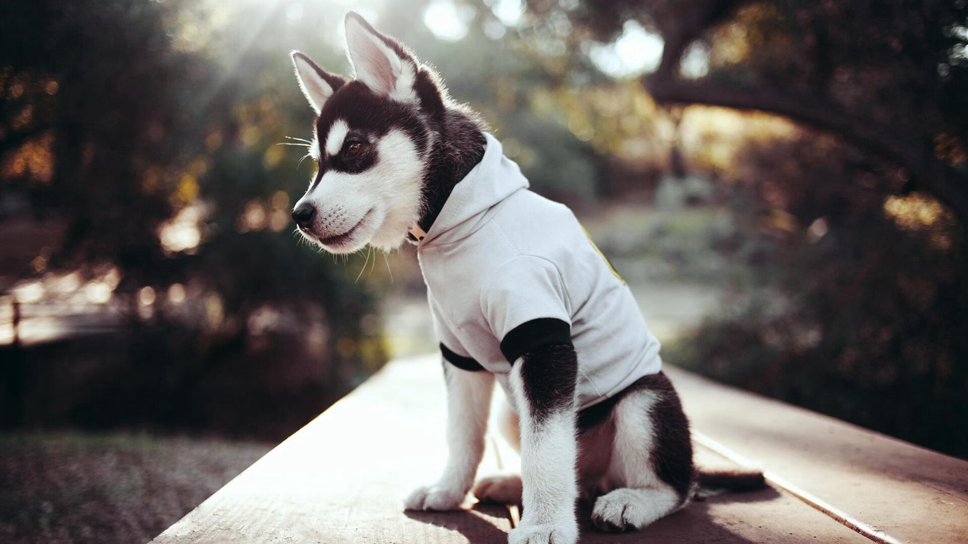 “短柄墙球赛：高新区全民健身馆，脑力与体力的全方位较量”