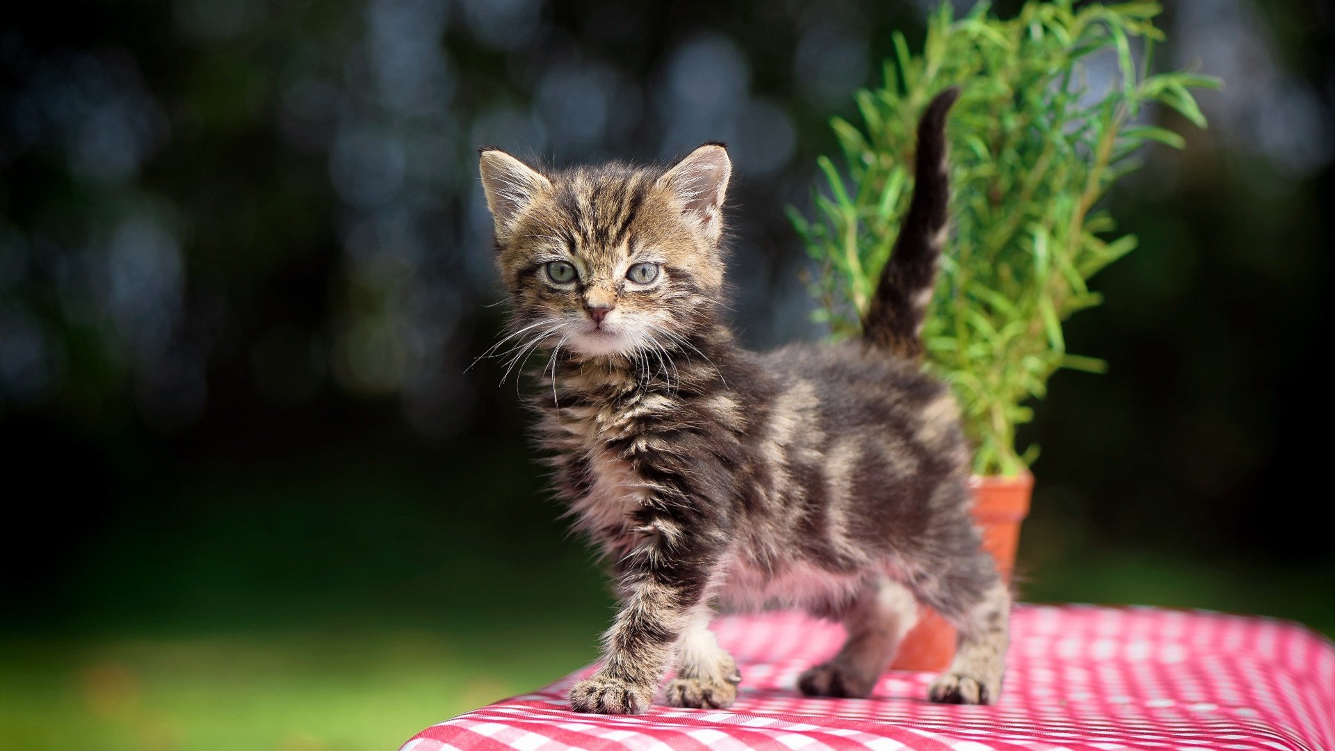 中国女篮加快阵容磨合 提高默契度，中国女篮真棒
