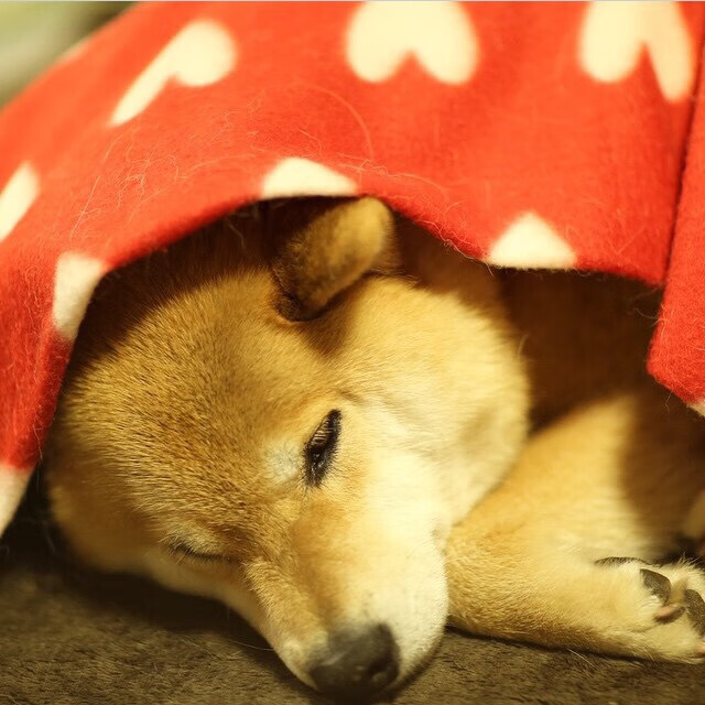 kaiyun-全国跳水精英赛小将频出佳绩，2021全国跳水锦标赛视频